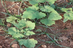 Xanthium indicum